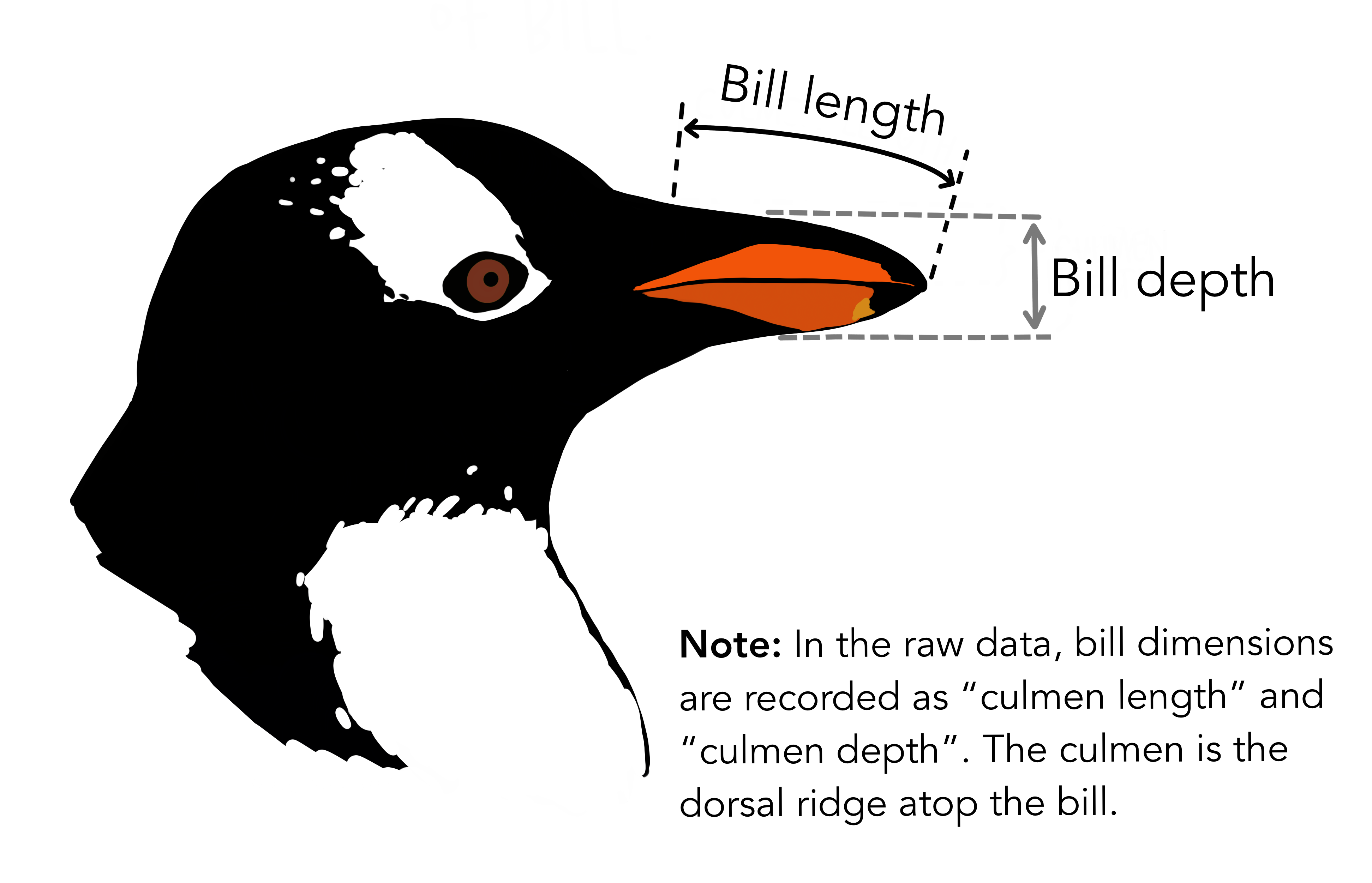 Análises com o Dataset Palmer Penguins